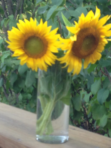 Sunflowers 8-14