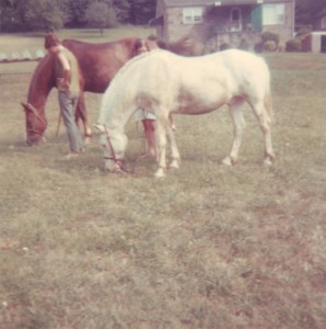 Dad's horses0001