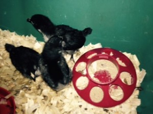 Chicks - Hanchers 3-15