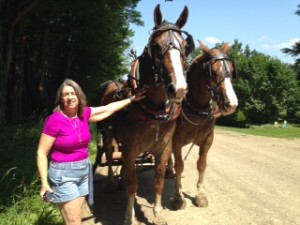 Horses at Albion