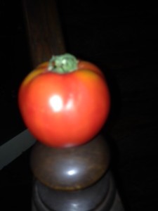 tomato 8-15