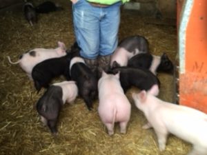 Piggies.1 4-18