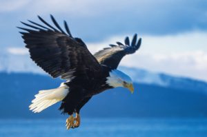 A bald eagle soars over a body of water in search of food. Fish make up the majority of the diet of the large bird, which may have a wingspan of more than 7 feet. There are estimated to be 20 bald eagle nests at Jordan Lake.