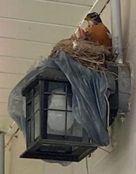 This image has an empty alt attribute; its file name is Bird-5-25.jpg