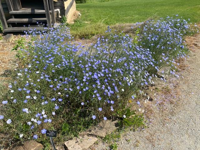 This image has an empty alt attribute; its file name is Flax-5-25.jpg